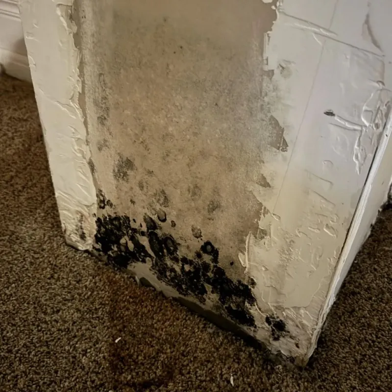 Professional Mold Removal in Platte County, WY